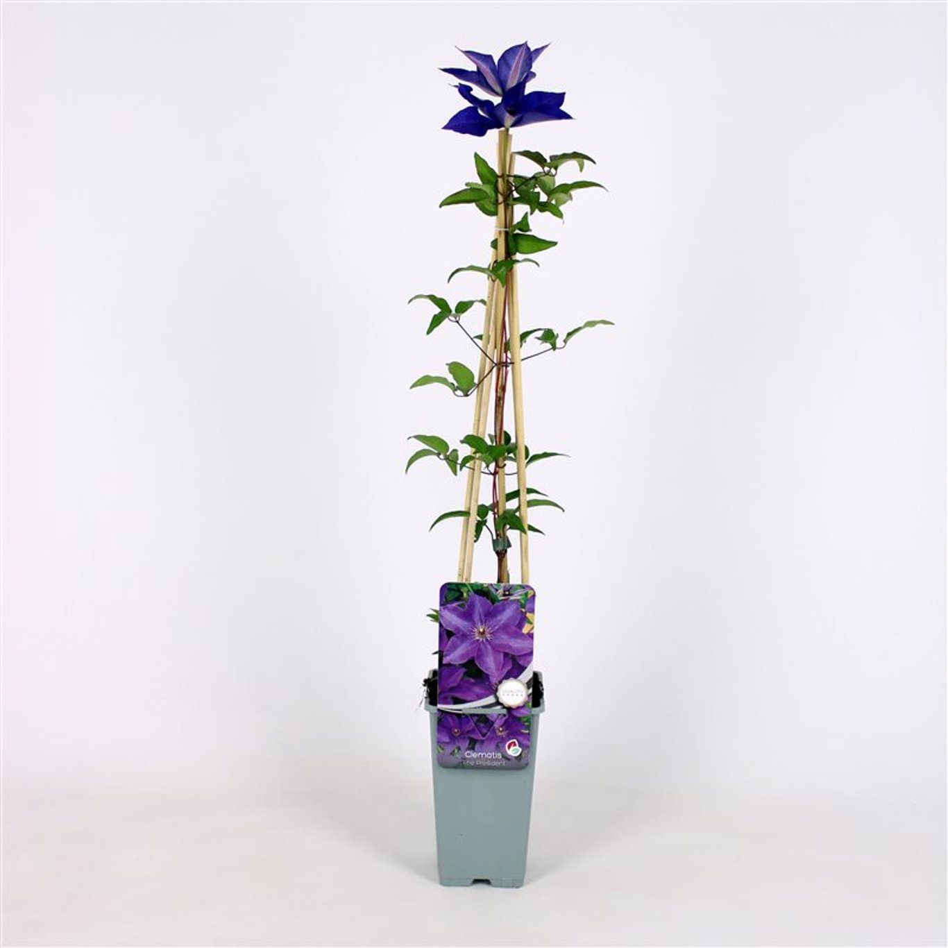 Clematis 'The President' - C2 70/+ CM